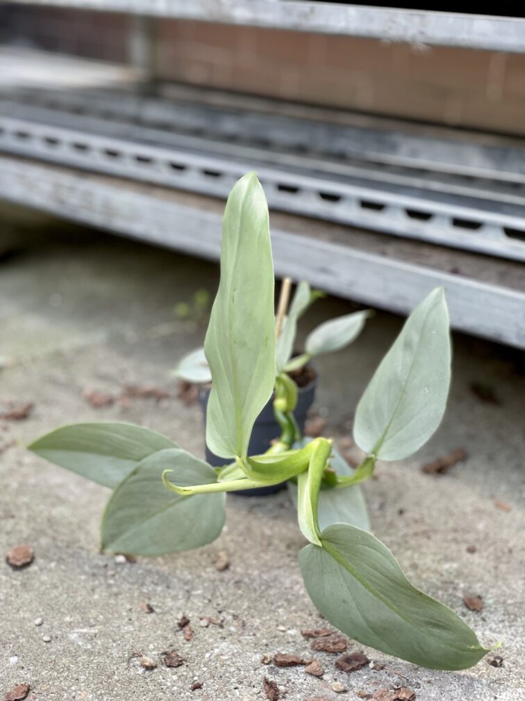 Zdjęcie rosliny doniczkowej Philodendron Hastatum, ujęcie 3