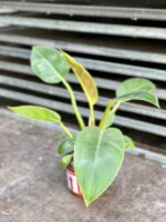 Zdjęcie rosliny doniczkowej Philodendron Imperial Green, ujęcie 2