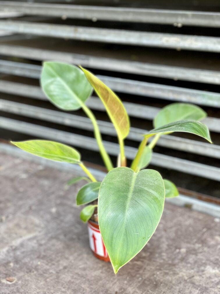 Zdjęcie rosliny doniczkowej Philodendron Imperial Green, ujęcie 2