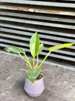 Zdjęcie rosliny doniczkowej Philodendron Imperial Green, ujęcie 3