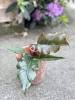 Zdjęcie rosliny doniczkowej Philodendron Saw, ujęcie 2
