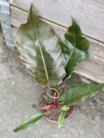 Zdjęcie rosliny doniczkowej Philodendron Saw, ujęcie 3