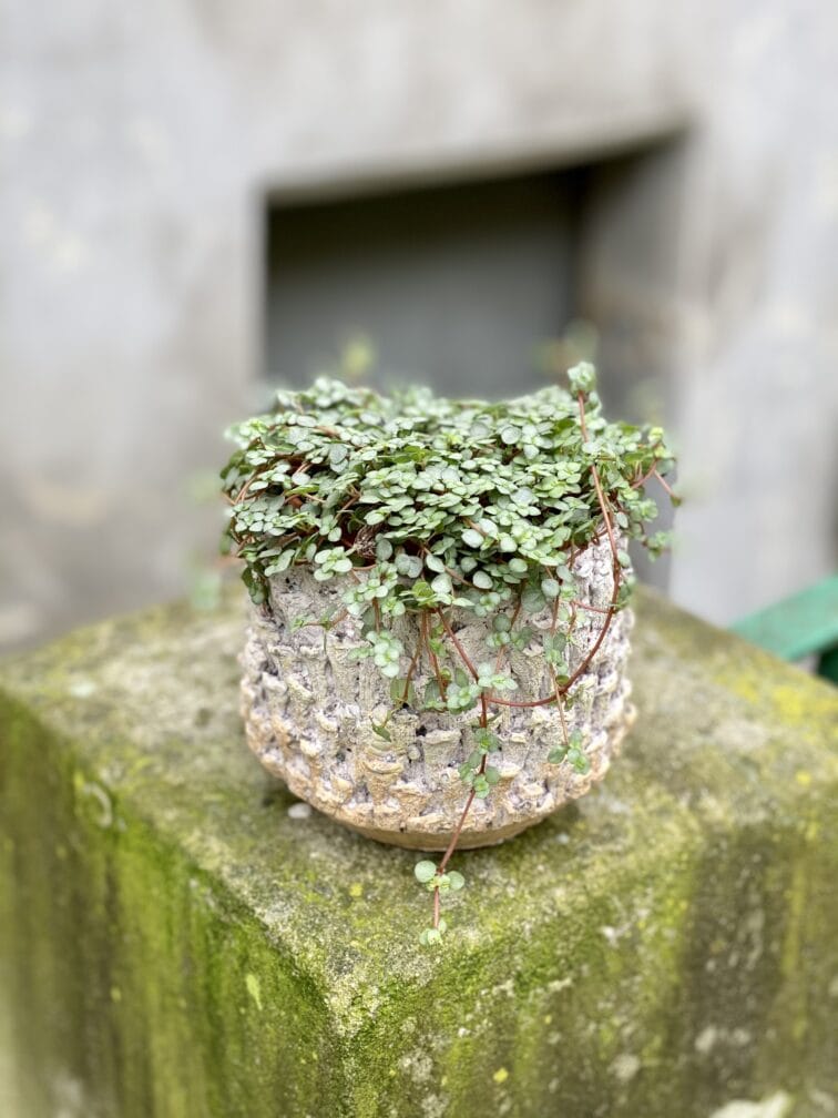 pilea-glaucophylla-greyzy_10x15-1_1652548541.jpg Zdjęcie rosliny doniczkowej Pilea Glaucophylla Greyzy, ujęcie 1