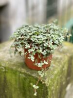 Zdjęcie rosliny doniczkowej Pilea Glaucophylla Greyzy, ujęcie 2