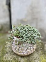 Zdjęcie rosliny doniczkowej Pilea Glaucophylla Greyzy, ujęcie 3