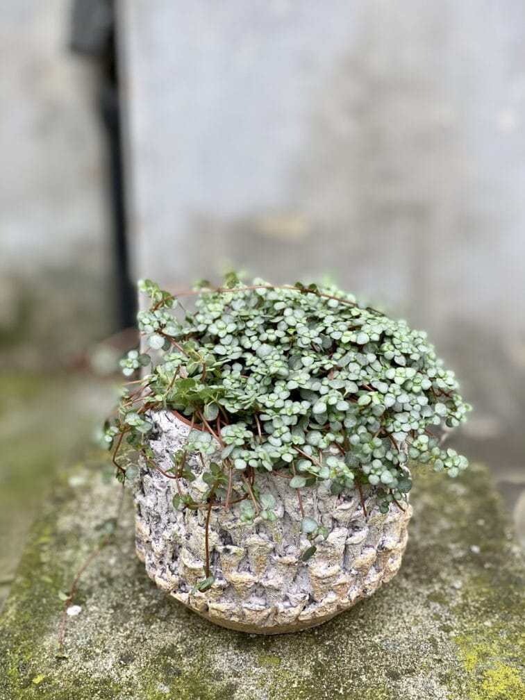 Zdjęcie rosliny doniczkowej Pilea Glaucophylla Greyzy, ujęcie 3