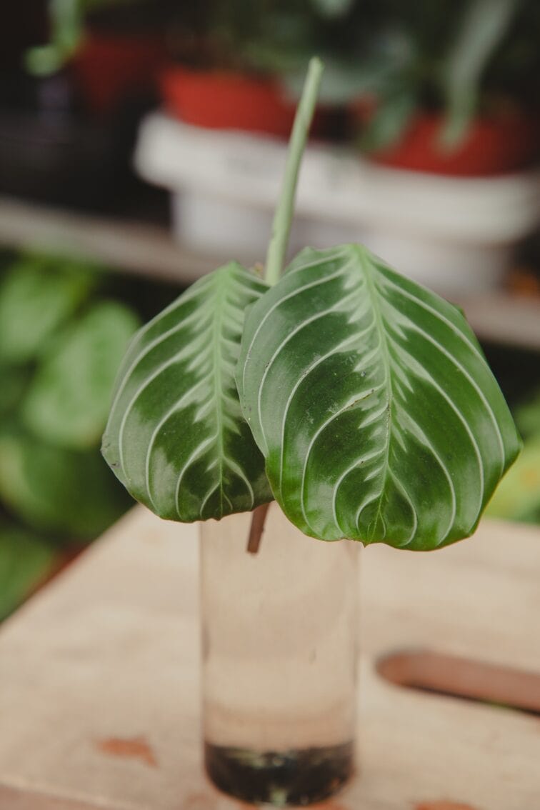 sadzonka-maranta-noid-1_1x10-1_1653907000.jpg Zdjęcie rosliny doniczkowej Sadzonka Maranta NoID 1, ujęcie 1