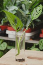 Zdjęcie rosliny doniczkowej Sadzonka Monstera laniata, ujęcie 1
