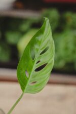 Zdjęcie rosliny doniczkowej Sadzonka Monstera laniata, ujęcie 2