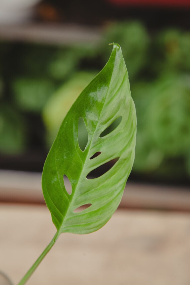 Zdjęcie rosliny doniczkowej Sadzonka Monstera laniata, ujęcie 2