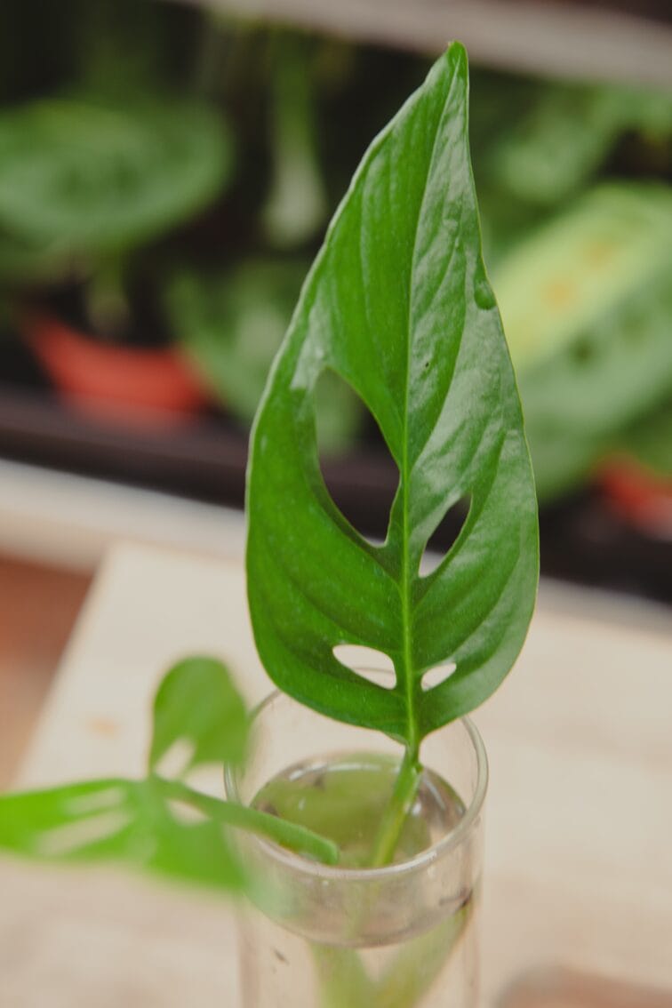Zdjęcie rosliny doniczkowej Sadzonka Monstera laniata, ujęcie 3