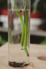 Zdjęcie rosliny doniczkowej Sadzonka Monstera laniata, ujęcie 4