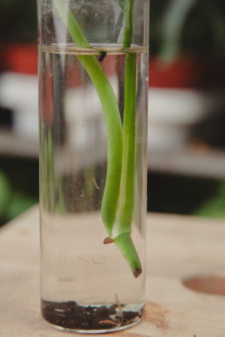 Zdjęcie rosliny doniczkowej Sadzonka Monstera laniata, ujęcie 4