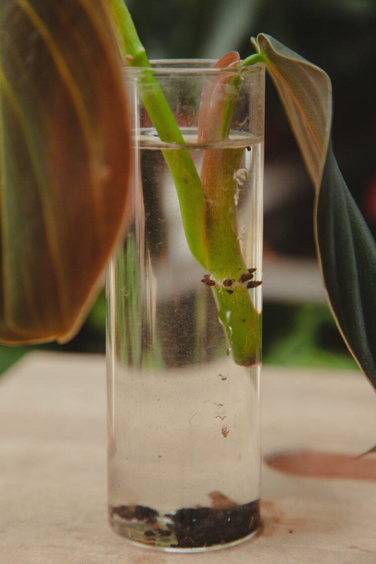 Zdjęcie rosliny doniczkowej Sadzonka Philodendron Gigas, ujęcie 2