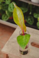 Zdjęcie rosliny doniczkowej Sadzonka Philodendron Painted Lady 2, ujęcie 1