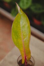 Zdjęcie rosliny doniczkowej Sadzonka Philodendron Painted Lady 2, ujęcie 2