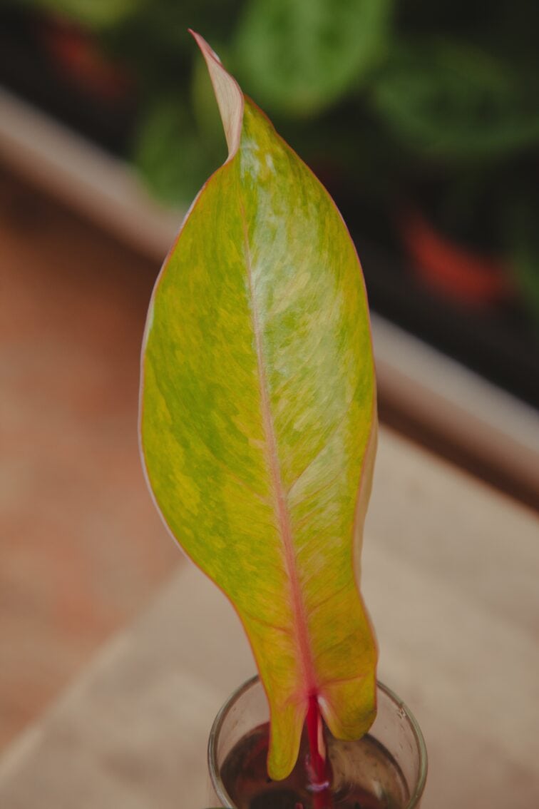 Zdjęcie rosliny doniczkowej Sadzonka Philodendron Painted Lady 2, ujęcie 2