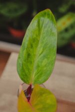 Zdjęcie rosliny doniczkowej Sadzonka Philodendron Painted Lady 2, ujęcie 3