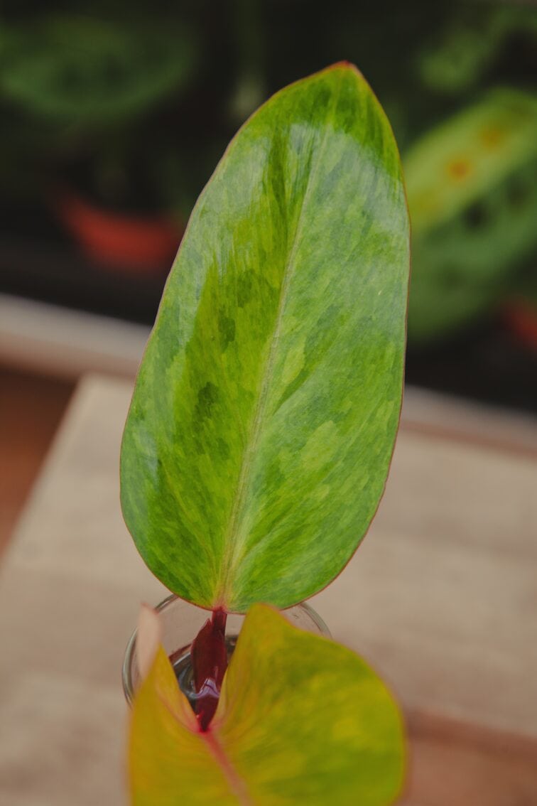 Zdjęcie rosliny doniczkowej Sadzonka Philodendron Painted Lady 2, ujęcie 3