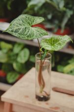 Zdjęcie rosliny doniczkowej Sadzonka Syngonium Batik 1, ujęcie 1