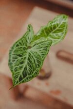 Zdjęcie rosliny doniczkowej Sadzonka Syngonium Batik 1, ujęcie 2