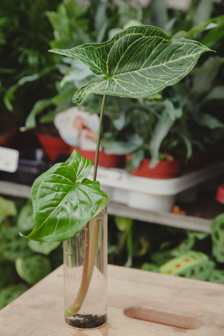 Zdjęcie rosliny doniczkowej Sadzonka Syngonium Batik 2, ujęcie 1