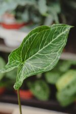 Zdjęcie rosliny doniczkowej Sadzonka Syngonium Batik 2, ujęcie 2