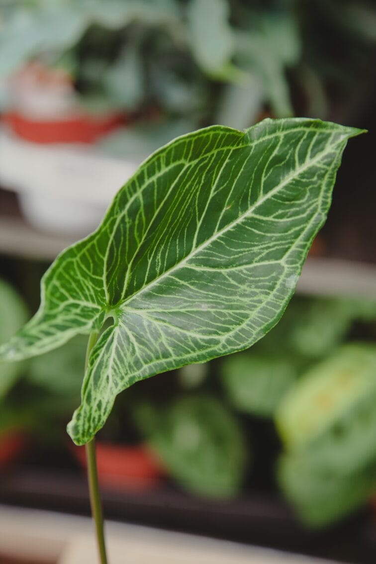 Zdjęcie rosliny doniczkowej Sadzonka Syngonium Batik 2, ujęcie 2