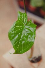 Zdjęcie rosliny doniczkowej Sadzonka Syngonium Batik 2, ujęcie 3