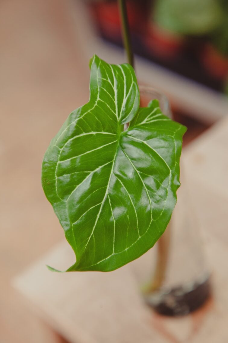 Zdjęcie rosliny doniczkowej Sadzonka Syngonium Batik 2, ujęcie 3