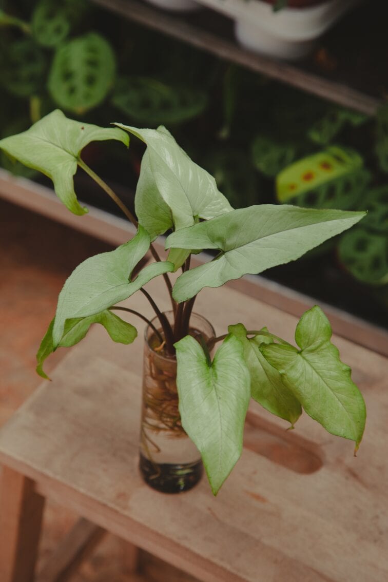sadzonka-syngonium-nguengi-laima_3x30-1_1653908406.jpg Zdjęcie rosliny doniczkowej Sadzonka Syngonium Nguengi Laima, ujęcie 1
