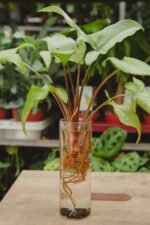 Zdjęcie rosliny doniczkowej Sadzonka Syngonium Nguengi Laima, ujęcie 2