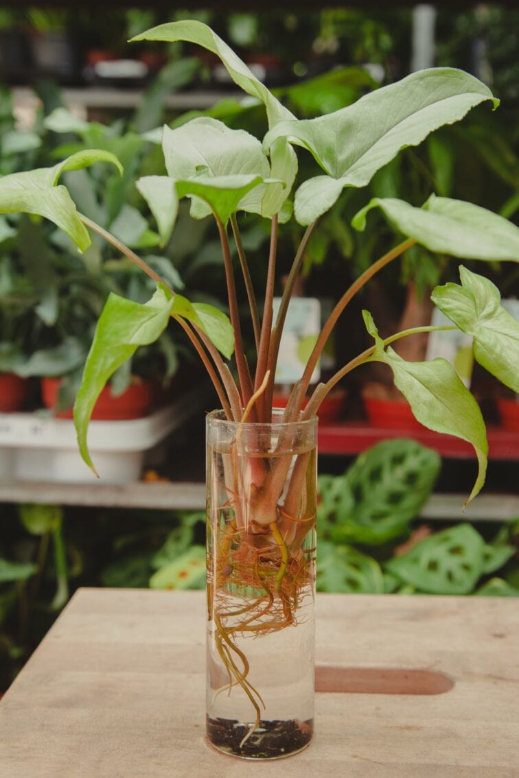 Zdjęcie rosliny doniczkowej Sadzonka Syngonium Nguengi Laima, ujęcie 2