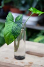Zdjęcie rosliny doniczkowej Sadzonka Syngonium Yellow Variegata, ujęcie 1