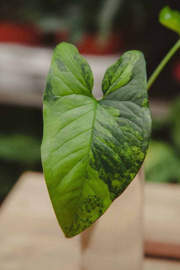 Zdjęcie rosliny doniczkowej Sadzonka Syngonium Yellow Variegata, ujęcie 2