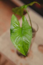 Zdjęcie rosliny doniczkowej Sadzonka Syngonium Yellow Variegata, ujęcie 3