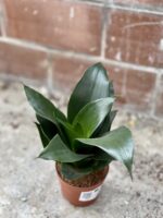 Zdjęcie rosliny doniczkowej Sansevieria Hahnii Black, ujęcie 1