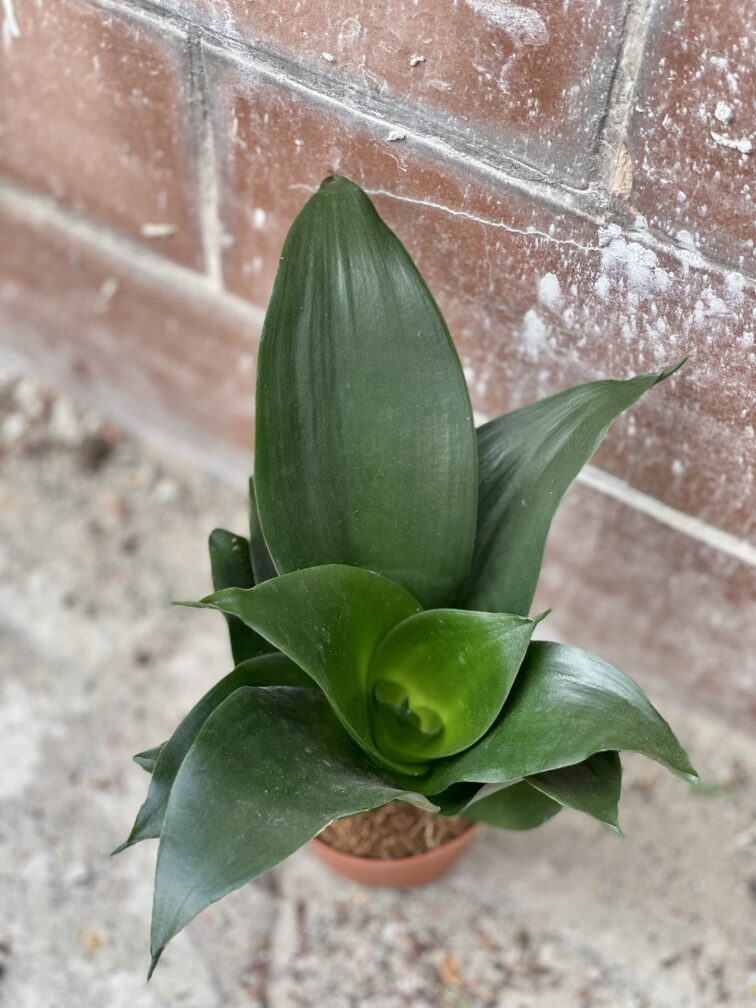 Zdjęcie rosliny doniczkowej Sansevieria Hahnii Black, ujęcie 2