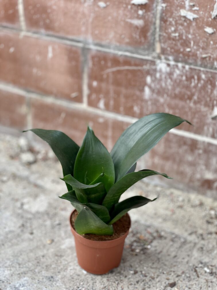 Zdjęcie rosliny doniczkowej Sansevieria Hahnii Black, ujęcie 3