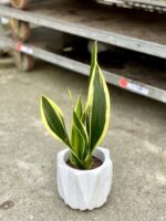 Zdjęcie rosliny doniczkowej Sansevieria trifasciata Black Gold, ujęcie 1