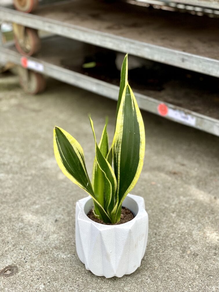 Zdjęcie rosliny doniczkowej Sansevieria trifasciata Black Gold, ujęcie 1