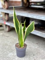 Zdjęcie rosliny doniczkowej Sansevieria trifasciata Black Gold, ujęcie 2