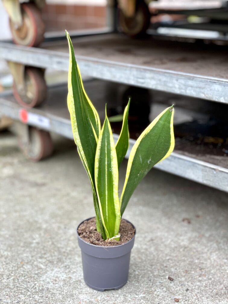Zdjęcie rosliny doniczkowej Sansevieria trifasciata Black Gold, ujęcie 2