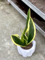 Zdjęcie rosliny doniczkowej Sansevieria trifasciata Black Gold, ujęcie 3