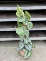 Zdjęcie rosliny doniczkowej Scindapsus Pictus Trebie, ujęcie 2