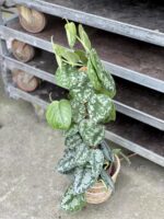 Zdjęcie rosliny doniczkowej Scindapsus Pictus Trebie, ujęcie 3