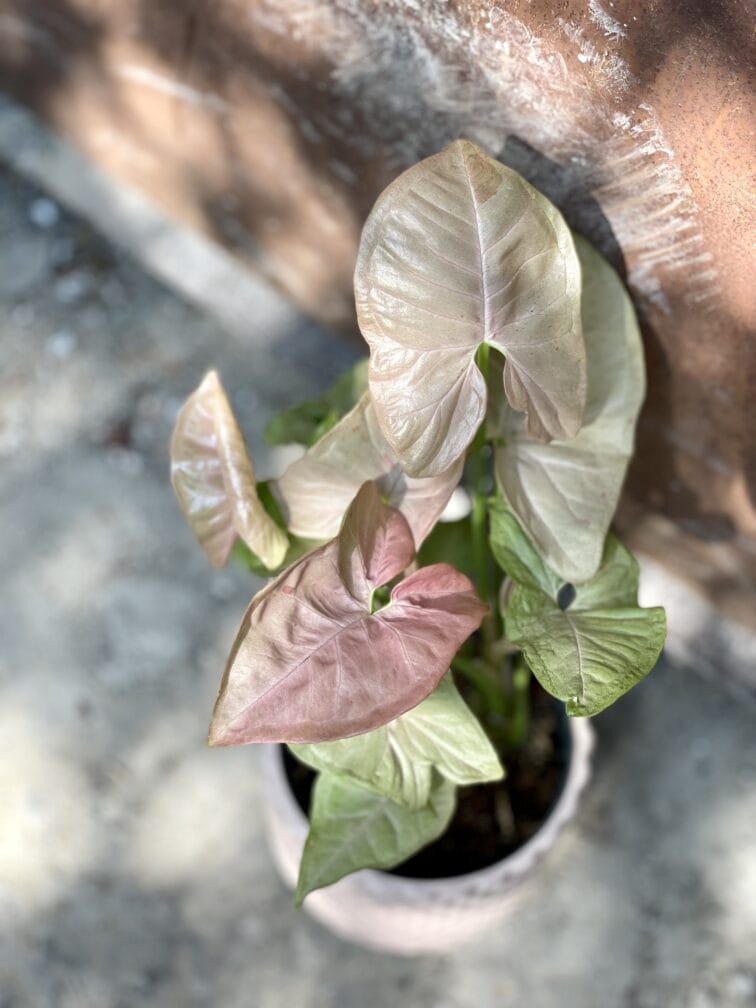 Zdjęcie rosliny doniczkowej Syngonium Pink Spot, ujęcie 1