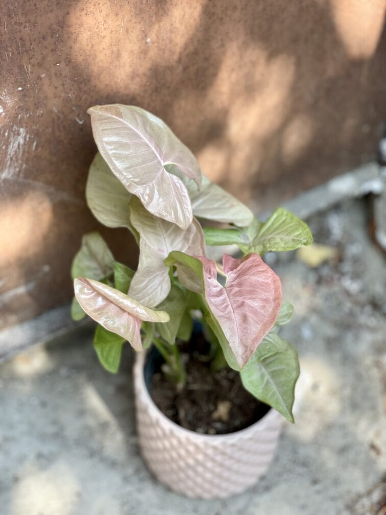 Zdjęcie rosliny doniczkowej Syngonium Pink Spot, ujęcie 2