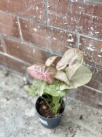 Zdjęcie rosliny doniczkowej Syngonium Pink Spot, ujęcie 3