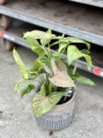 Zdjęcie rosliny doniczkowej Syngonium Yellow Pink, ujęcie 1